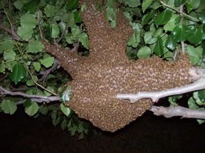 swarm in tree