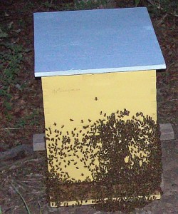 Commercial beehive