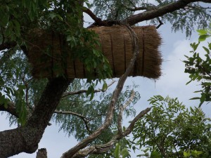 Guinean style beehive, made from reeds, dung, and straw. Mounted about 35 feet up in a tree. The bees are Apis Mellifera Adansonii, A.K.A. "killer bees". Villagers normally harvest the hive at night, with torches, wearing only shorts. They are routinely stung mercilessly.