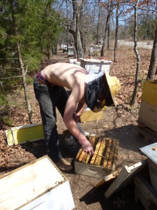 Wren working bees