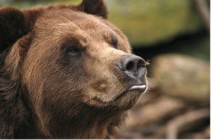 bear with bee on nose