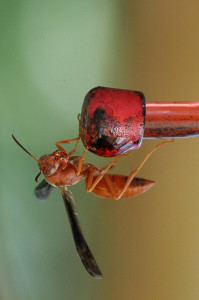 red wasp